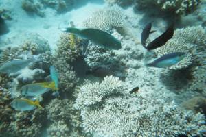 A Day on the Great Barrier Reef: A User's Guide