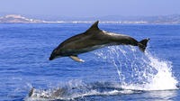 Gibraltar Dolphin Watching Day Trip from Costa del Sol