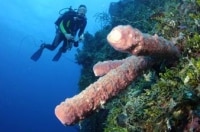Nassau Shore Excursion: Double Scuba Diving Adventure