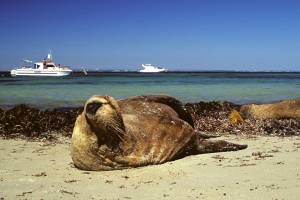 Marine mammals in Australia: where to see them.