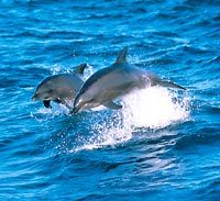 Jervis Bay Dolphin Watching Cruise and Highlands and South Coast Day Tour from Sydney