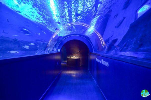 Seville Aquarium: Reviews, info and reservations