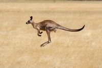 Tour ecologico degli animali australiani Walkabout nella savana di Melbourne