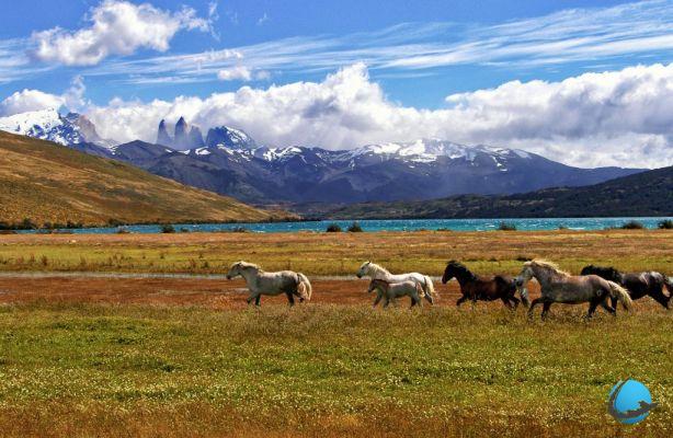 Why go to Chile? Go on a trip to Tierra del Fuego!