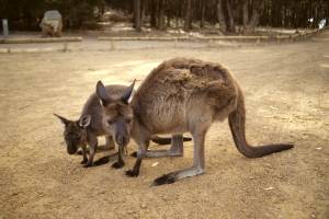 Kangaroo Island: the island of kangaroos