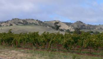Barossa y Clare Valley: las regiones vinícolas de Australia