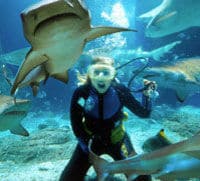 Sunshine Coast and Noosa Full Day Tour with Underwater World Included