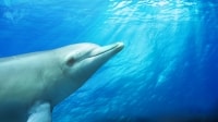 Nado de día completo con delfines desde Perth
