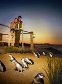 Pase para 3 parques de Phillip Island: ¡el desfile de pingüinos y más!