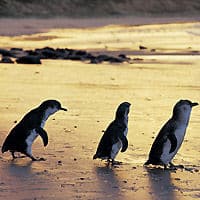 Pase para 3 parques de Phillip Island: ¡el desfile de pingüinos y más!