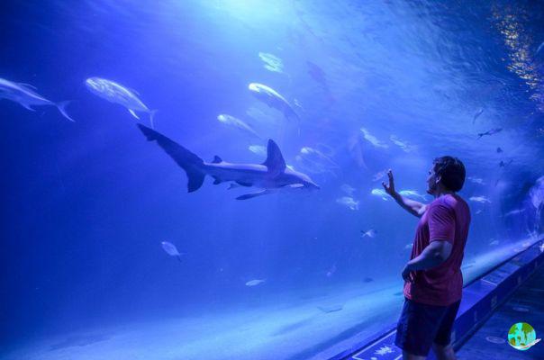 Visite o aquário de Valence: tudo o que você precisa saber sobre uma visita ao Océanografic