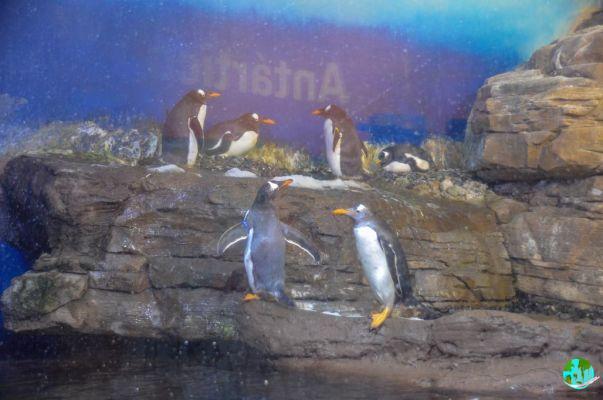Visit the Valence aquarium: All you need to know about a visit to the Océanografic
