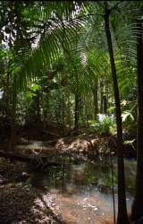 Daintree: rainforests and coral reefs