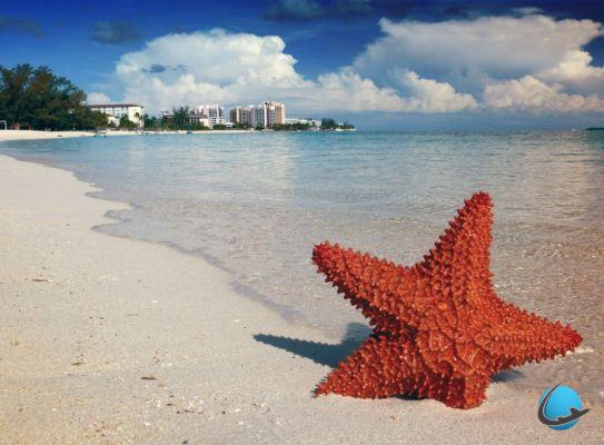 Why visit the Bahamas? Beaches, translucent waters and relaxation