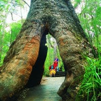 Excursión de un día al Valle de los Gigantes y Tree Top Walk desde Perth