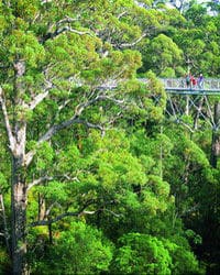 Tour di un giorno della Valle dei Giganti e della passeggiata in cima agli alberi da Perth