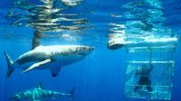 Tour de buceo con tiburones en Ciudad del Cabo