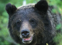 Descubre los osos pardos de Banff