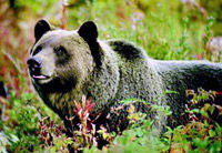 Descubra os ursos pardos de Banff