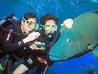 Great Barrier Reef Snorkeling and Scuba Diving Cruise from Cairns