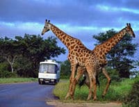 Safari all'Aquila Game Reserve da Cape Town