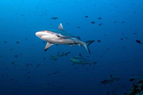 Where to dive with sharks in the world?