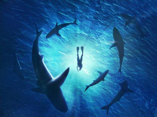 Dove immergersi con gli squali nel mondo?