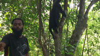 Visita guiada a Altun Ha y Santuario de Monos Aulladores