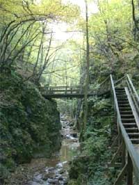Escursione naturalistica guidata alla gola di Johannesbach e alle rovine di Schrattenbach