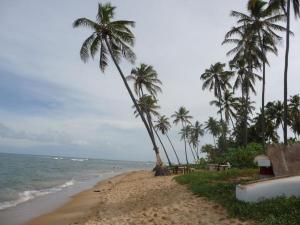Praia do Forte – De los cocoteros a la protección de las tortugas
