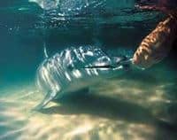 Cruzeiro de um dia no Tangalooma Resort da Ilha Moreton com opção de alimentação de golfinhos