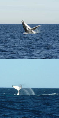 Cruzeiro de observação de baleias para grupos pequenos em Sydney