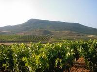 Private Wine Tour in Tenerife
