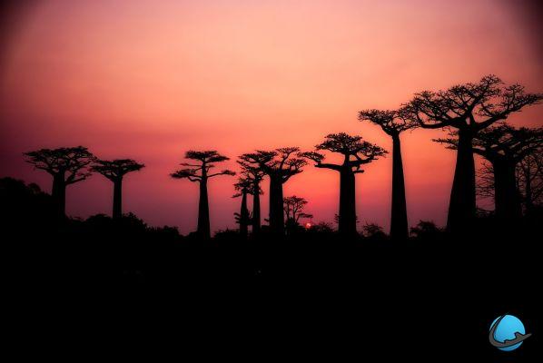 Why go to Madagascar? Authenticity, lagoons and baobabs!