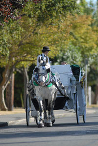 Horse-drawn carriage tour