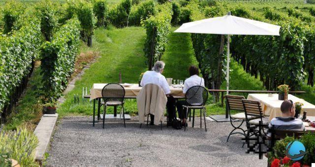 Tourism and wine: 4 ways to discover our vineyards with wine tourism
