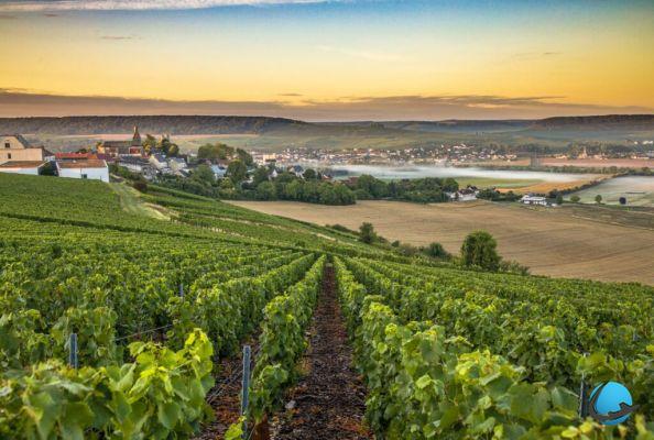 Turismo e vinho: 4 maneiras de descobrir as nossas vinhas com o enoturismo