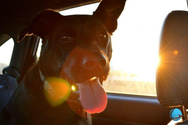 Our advice for traveling well with your dog