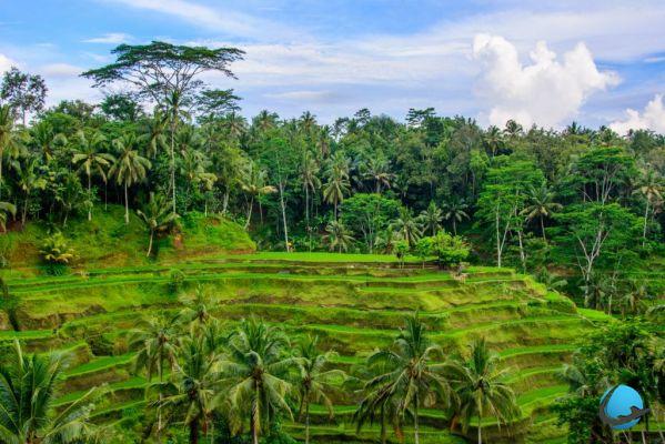 Bali: 6 atrações imperdíveis e imperdíveis