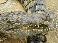 Jungle Safari Crocodile