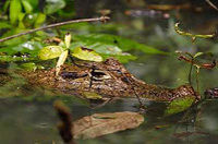 Jungle Safari Crocodile