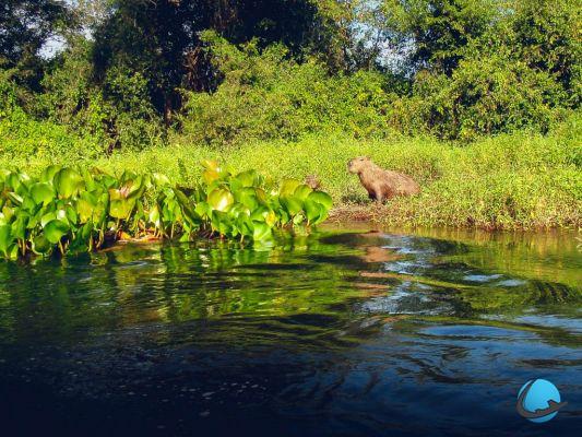Ecoturismo no Brasil: explore o Pantanal
