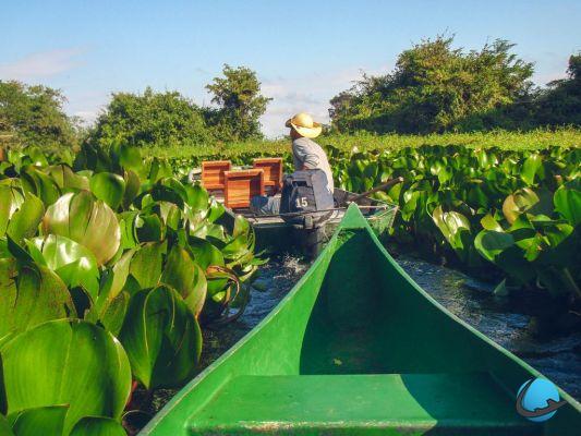 Ecoturismo in Brasile: esplora il Pantanal