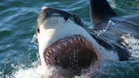Excursión de buceo en jaula de tiburones Gansbaai y traslados privados desde Ciudad del Cabo