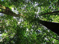 Visita della foresta tropicale Buena Vista Combo