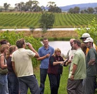 Tour del vino e dei vigneti della Yarra Valley da Melbourne