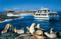 Seal, Wildlife and Wildlife Cruise in Phillip Island Nature Park