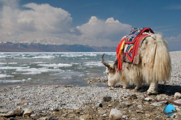15 esperienze da non perdere in Tibet