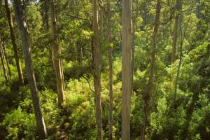 Los bosques del suroeste: eucaliptos gigantes