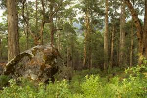 As florestas do sudoeste: eucalipto gigante